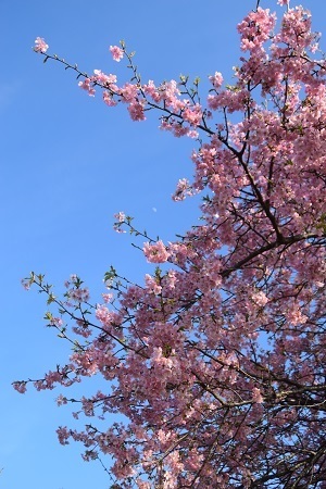 20030306.jpg