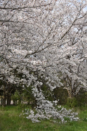 20040302.jpg