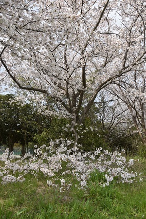 20040305.jpg