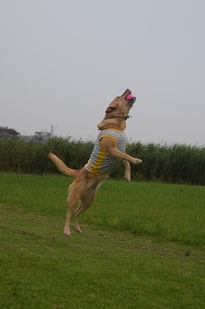 20062709.jpg