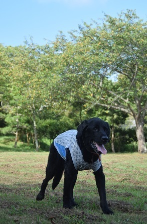 20082603.jpg