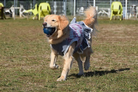 20110801.jpg