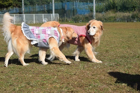 20110803.jpg