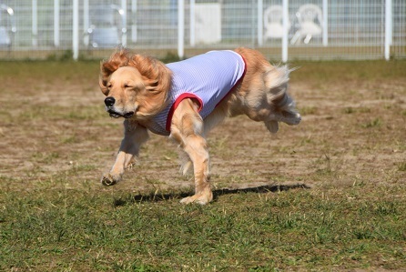 20110812.jpg