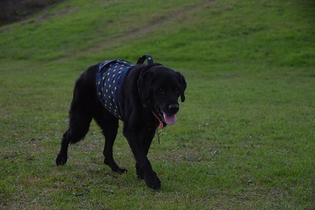20110818.jpg